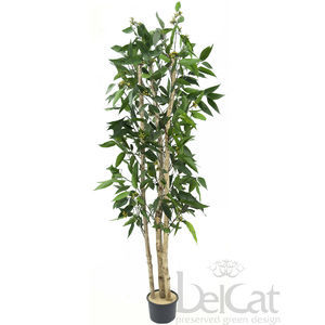 planta ornamental estabilizada