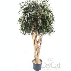 planta ornamental estabilizada