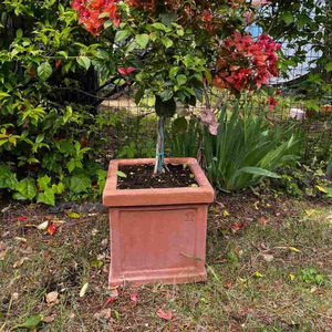maceta de jardín de terracota