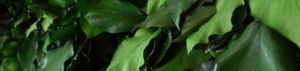 muro vegetal estabilizado