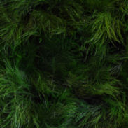 muro vegetal estabilizado
