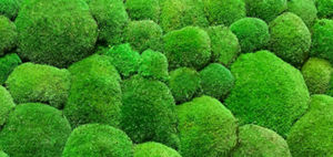 muro vegetal estabilizado