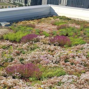 sistema de cubierta vegetal para tejado extensivo