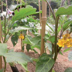 tutor para plantas de plástico