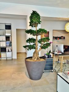 planta ornamental ficus