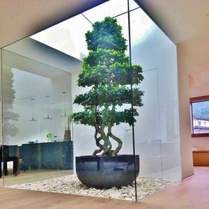 planta ornamental ficus
