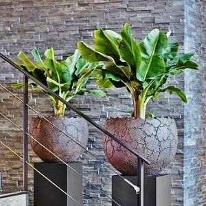 planta ornamental bonsai