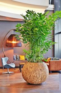 planta ornamental bonsai