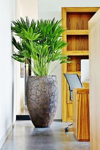 planta ornamental palmas