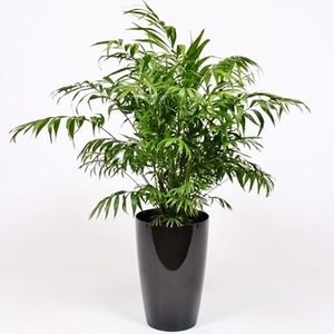 planta ornamental palmas