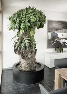 planta ornamental ficus