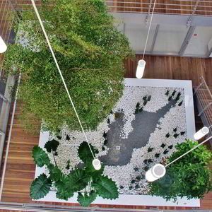 planta ornamental de grandes dimensiones