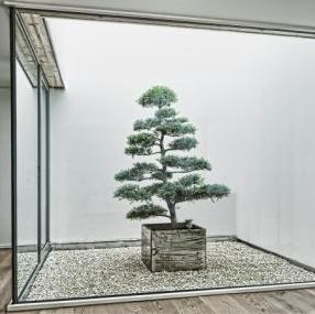 planta ornamental bonsai