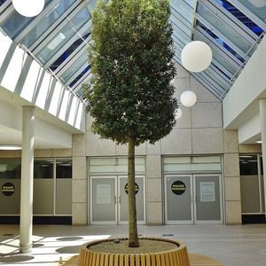 planta ornamental para centro comercial