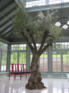 planta ornamental para naranjal