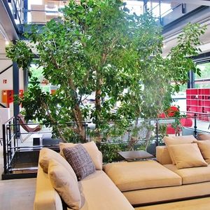 planta ornamental ficus