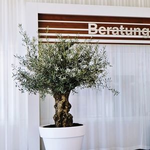 planta ornamental bonsai