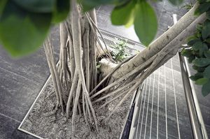 planta ornamental ficus