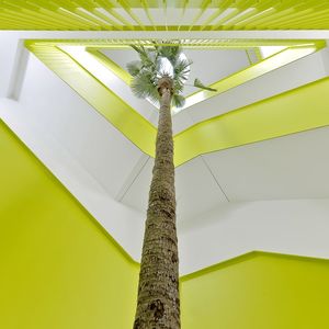 planta ornamental palmas
