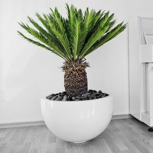 planta ornamental palmas