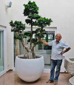 planta ornamental bonsai