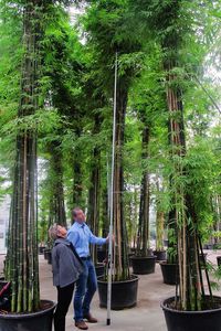 planta ornamental bambú