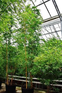planta ornamental bambú