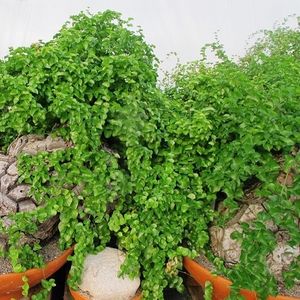 planta ornamental bonsai