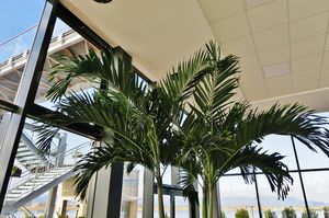 planta ornamental palmas