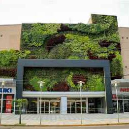 muro vegetal de plantas naturales