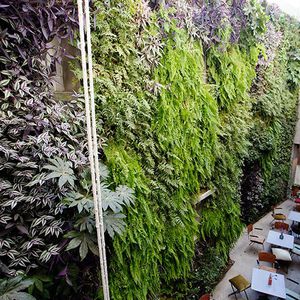 muro vegetal de plantas naturales