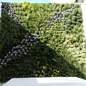 muro vegetal de plantas naturales
