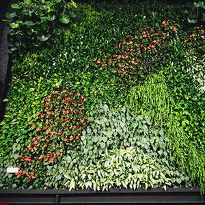 muro vegetal de plantas naturales