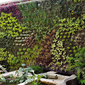 muro vegetal de plantas naturales