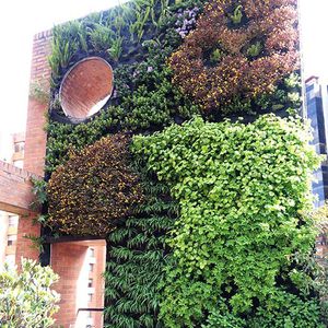 muro vegetal de plantas naturales