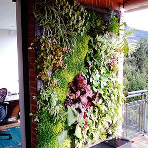 muro vegetal de plantas naturales