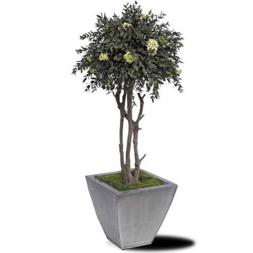 Planta ornamental estabilizada - DIOSMI PARVAFOLIA - LinfaDecor - eucalipto / de grandes dimensiones / de exterior