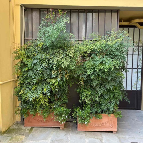 Jardinera de terracota - Festonata Impruneta - cestenoli srl - rectangular / hecha a mano / clásica