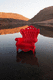 sillón de diseño nuevo barroco / de cuero / de madera / de plástico