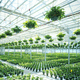 invernadero para el sector profesional / de producción / monocapilla / venlo