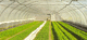 invernadero para el sector profesional / de jardinería / monotúnel / de plástico