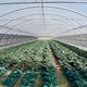 invernadero para el sector profesional / de jardinería / monocapilla / estructura de aluminio