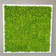 muro vegetal estabilizado / de panel modular / biológico / de interior