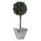 planta ornamental estabilizada / esferas / de grandes dimensiones / de interior