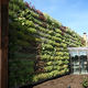 jardín vertical de plantas naturales / de exterior