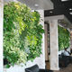 muro vegetal de plantas naturales / biológico / de interior