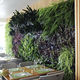 muro vegetal estabilizado / biológico / de feuillage / de interior