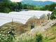 invernadero para el sector profesional / de jardinería / de producción / monocapilla