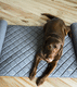 cama para perros de terciopelo / de fibras naturales / de material reciclado / de PU