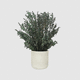 planta ornamental estabilizada / eucalipto / de tamaño pequeño / de interior
